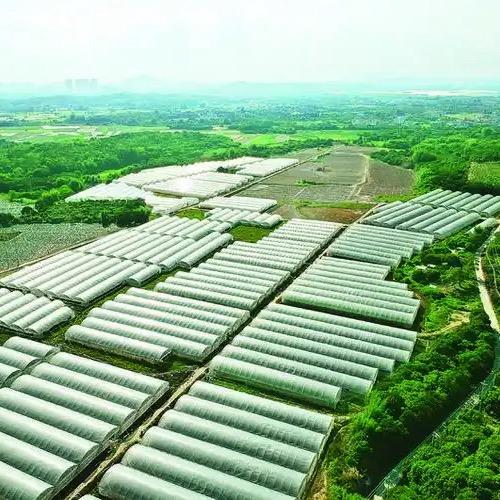 果苗种植5号基地