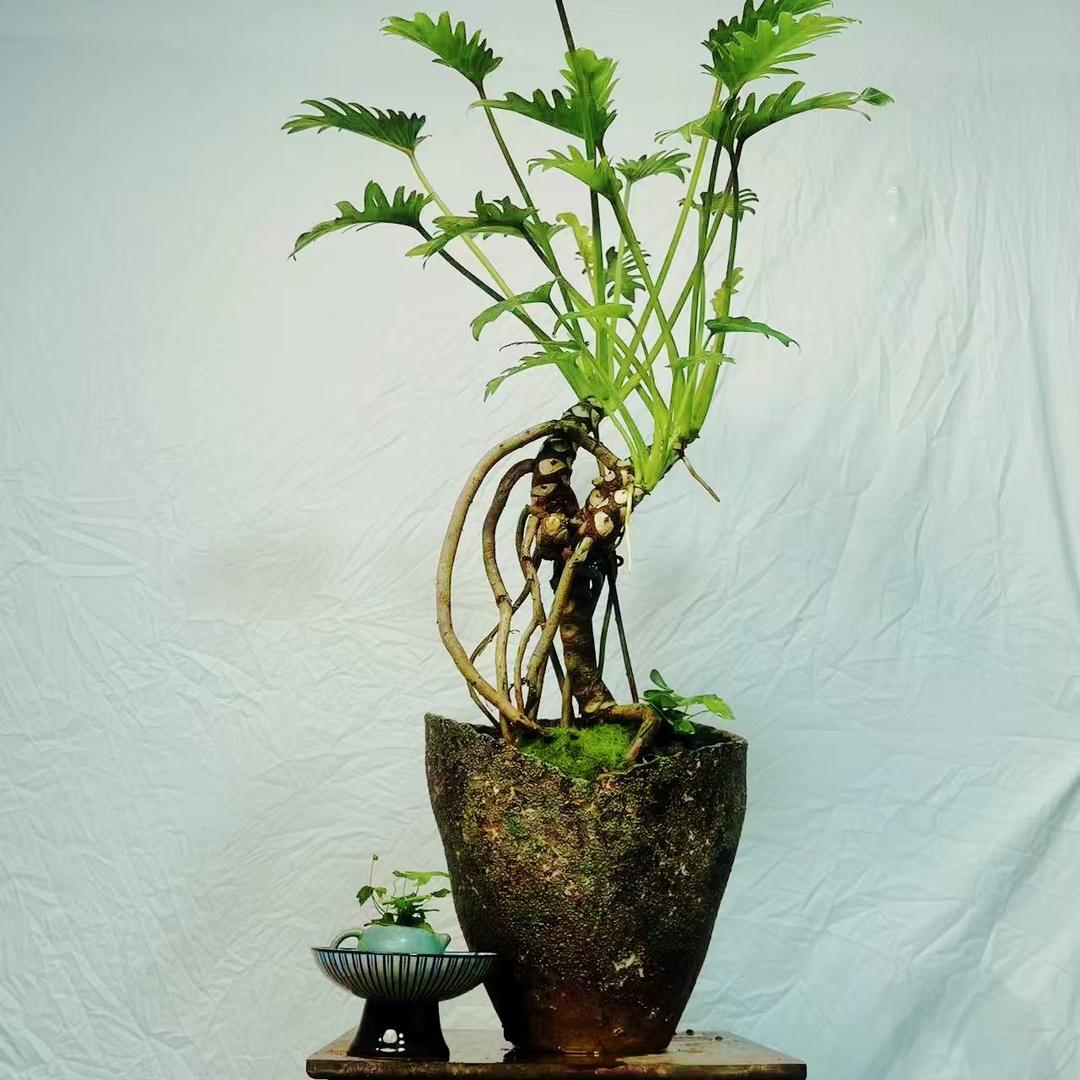 简丹园艺