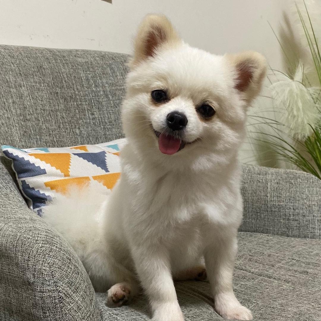 小馒头