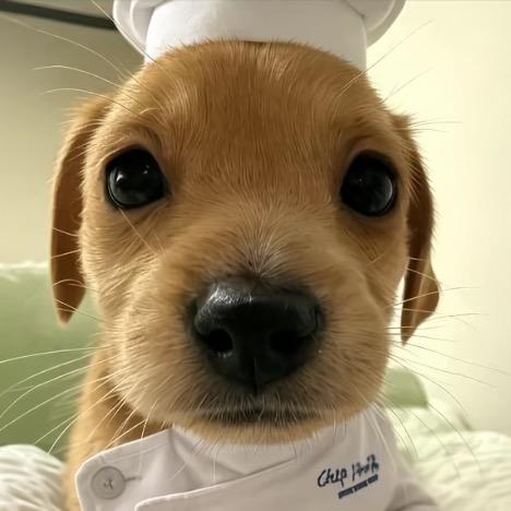 眼泪拌饭