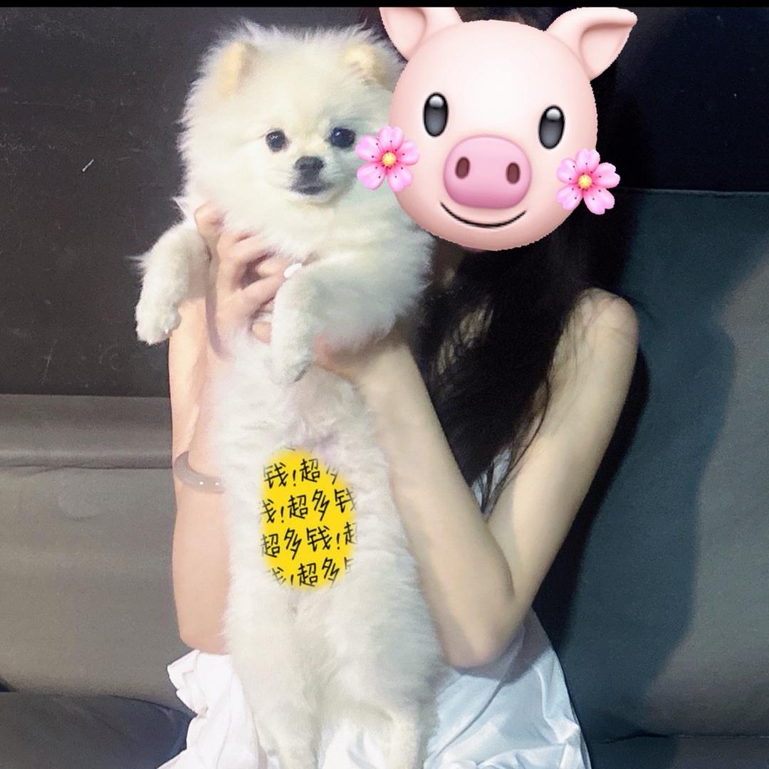 不是小猪