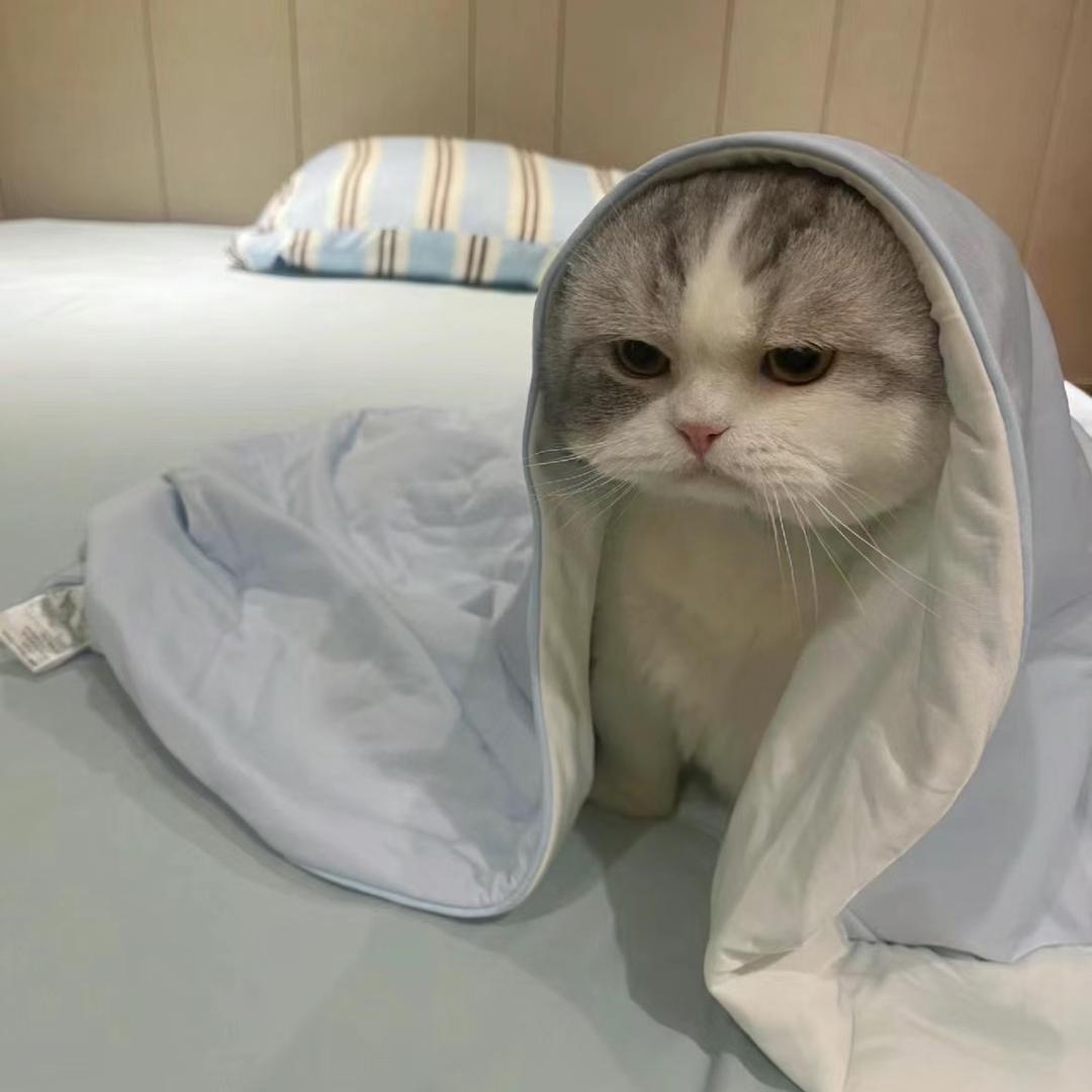 比巴宝潮玩