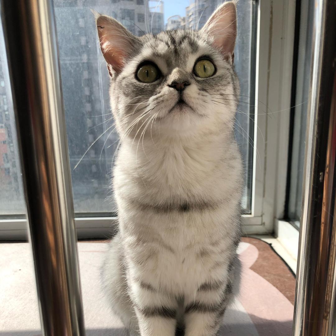 图图是只猫