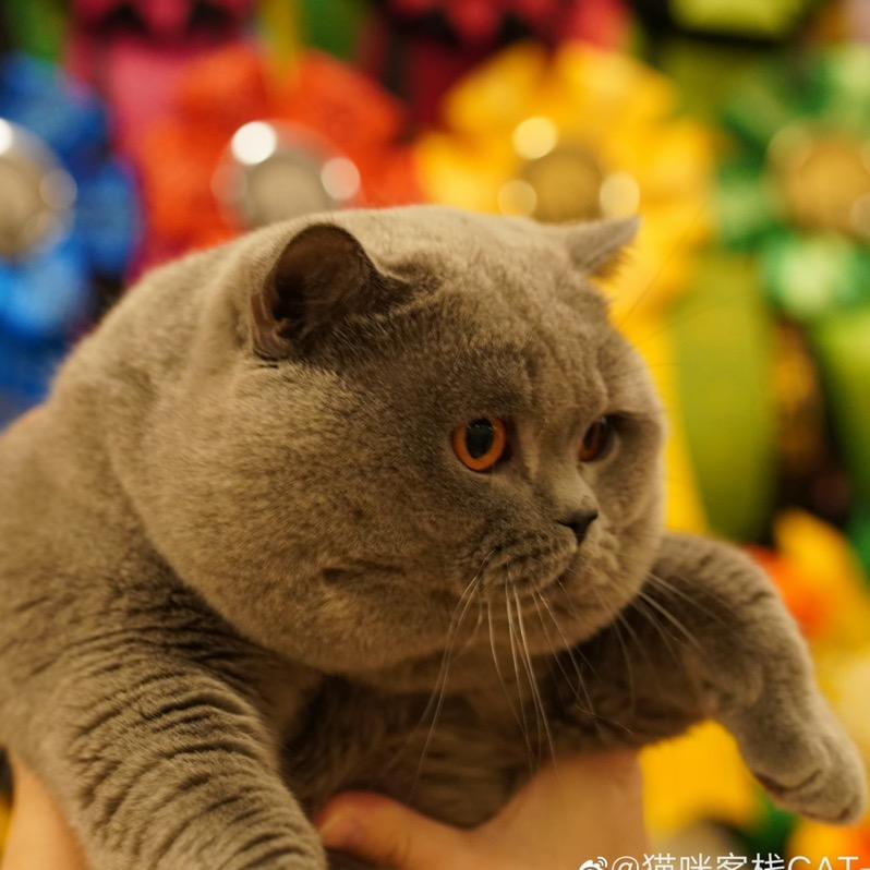 兲猫团长