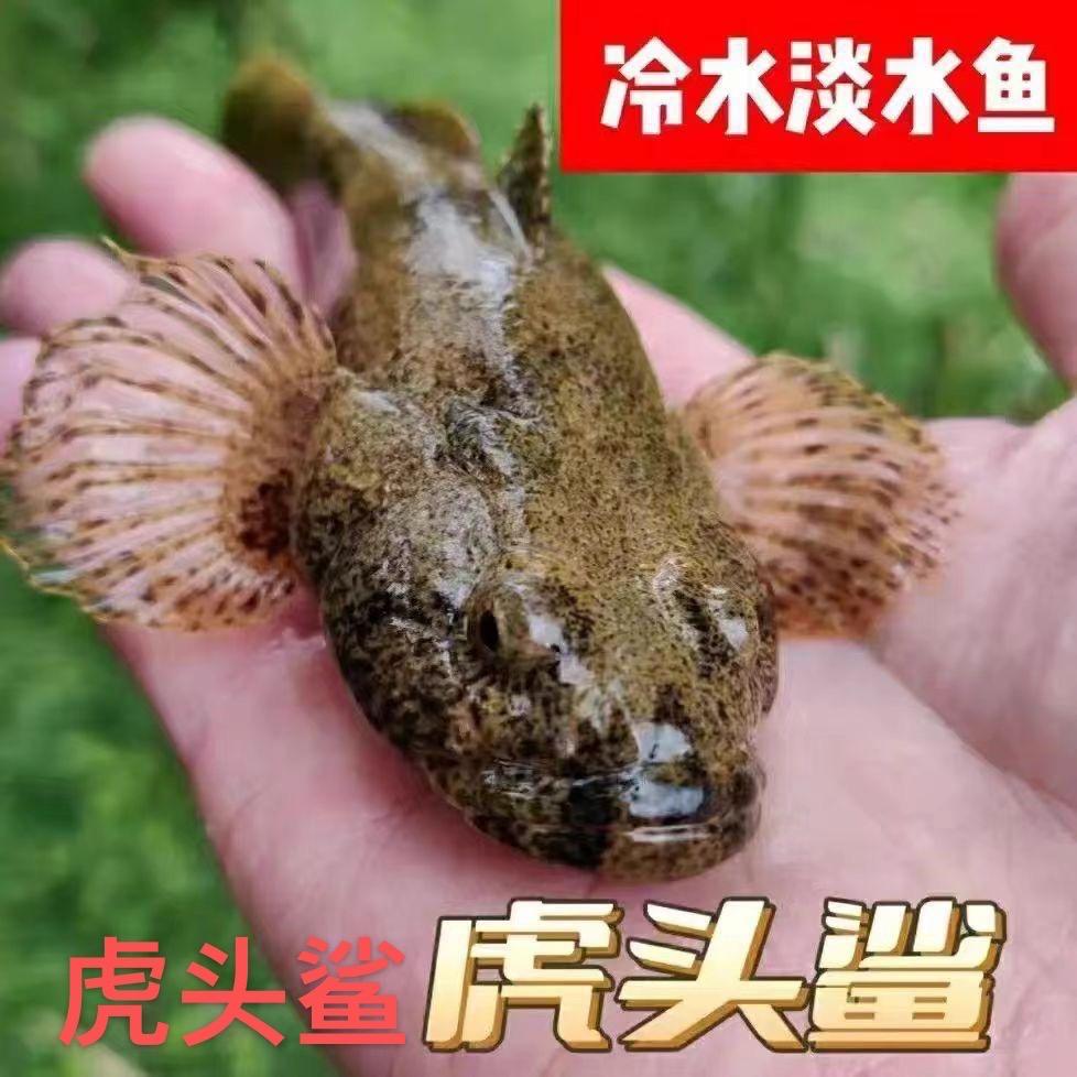 鸿亿虎头鲨沙塘鳢养殖基地