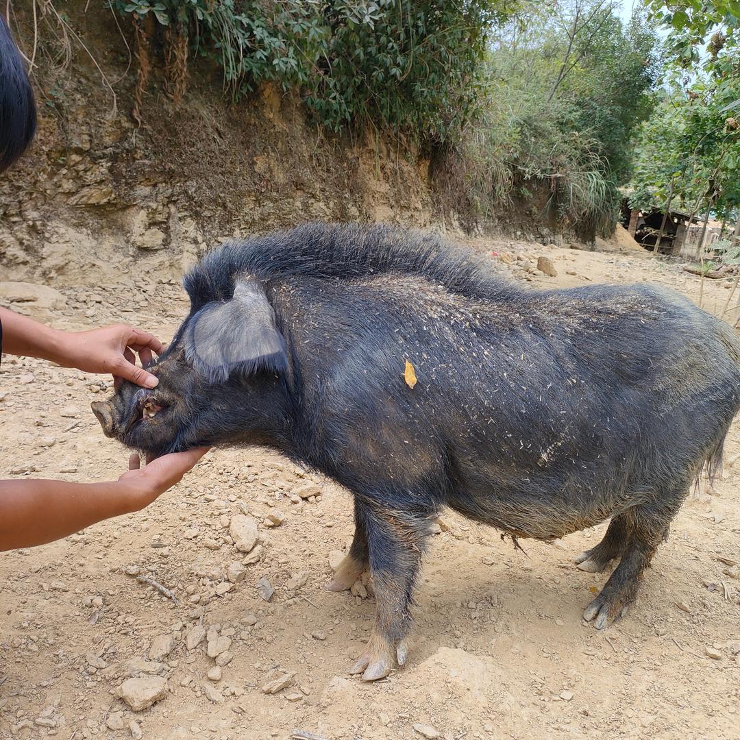 邵阳藏香猪