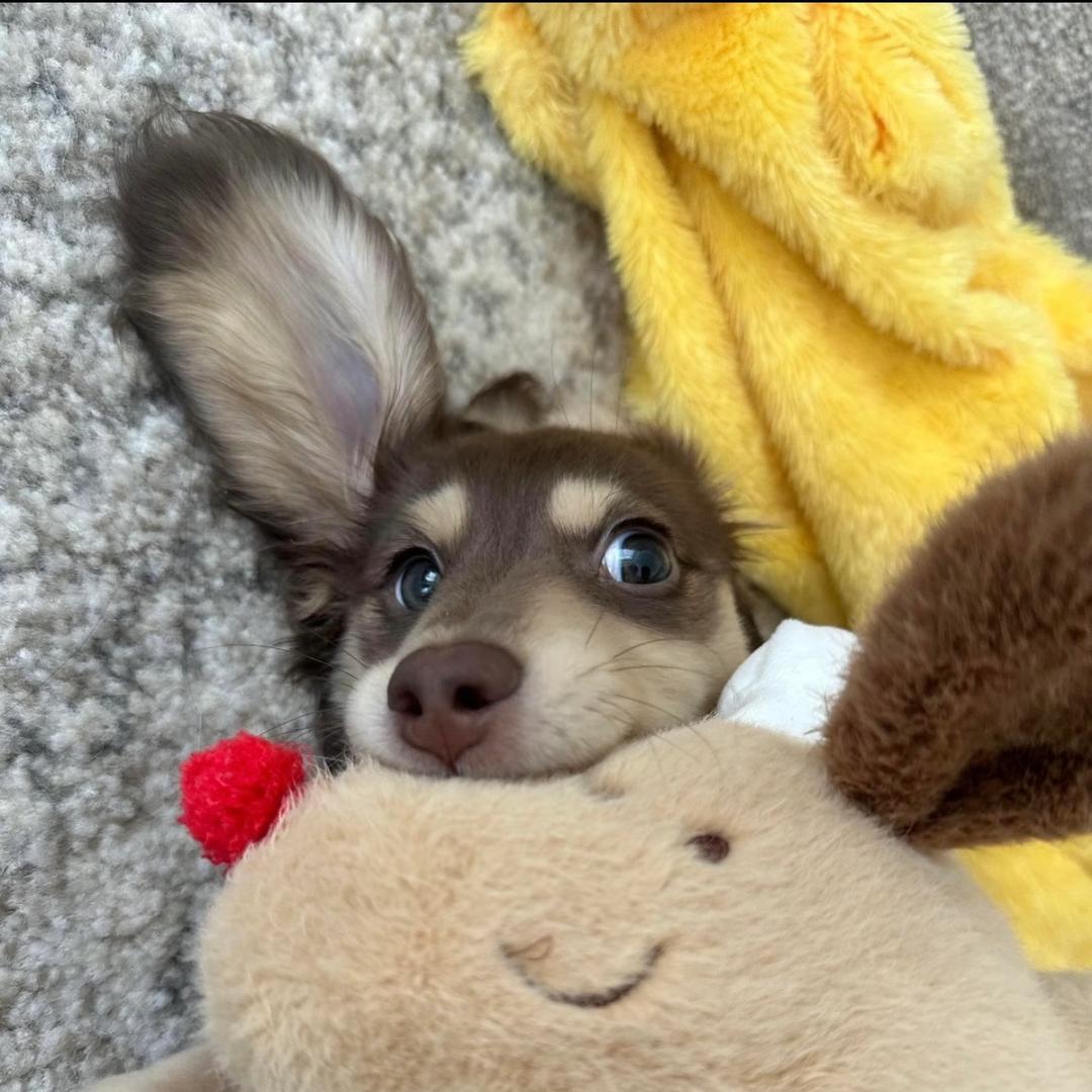 鸭蛋壳🥚ꨄˎˊ˗