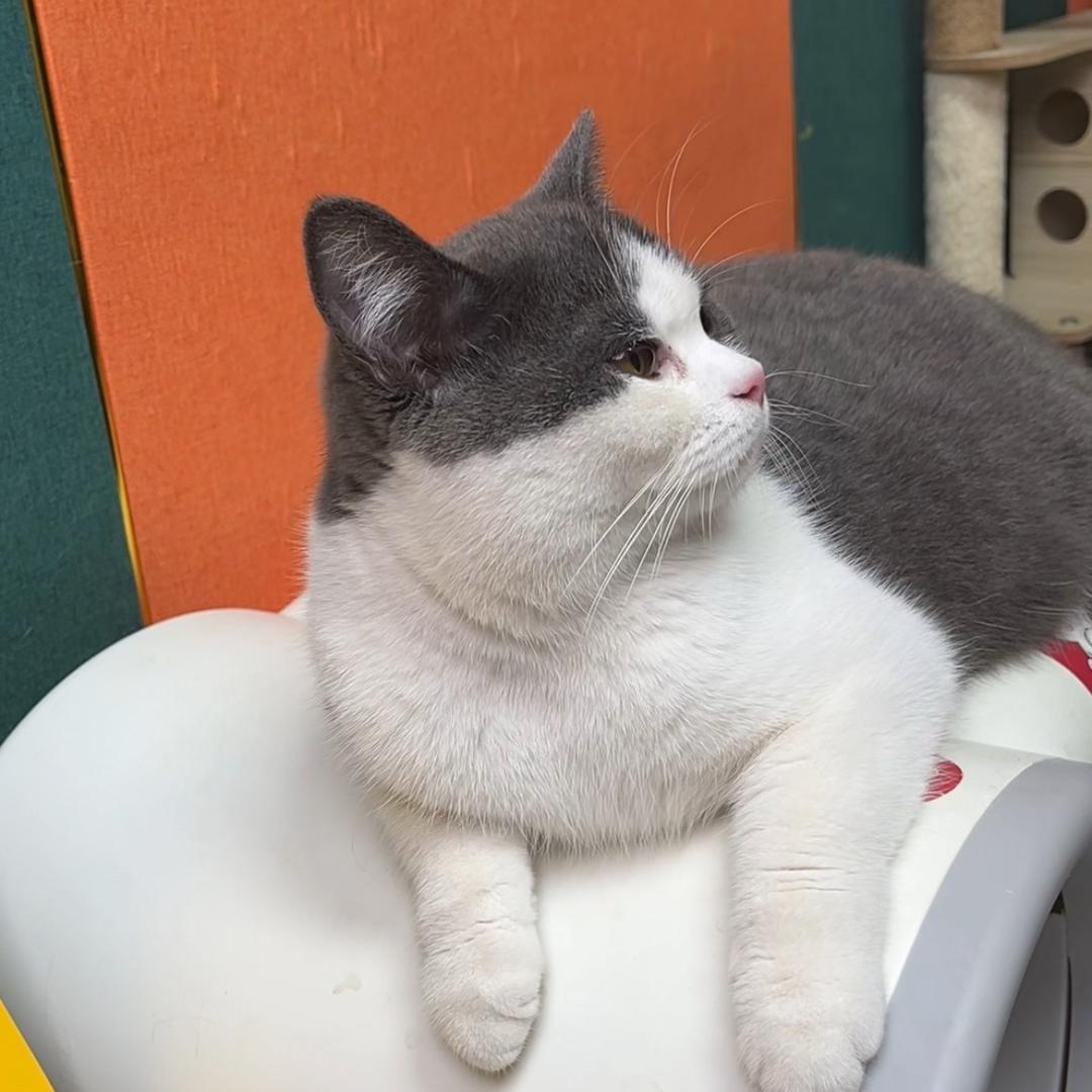 丽缘宠物