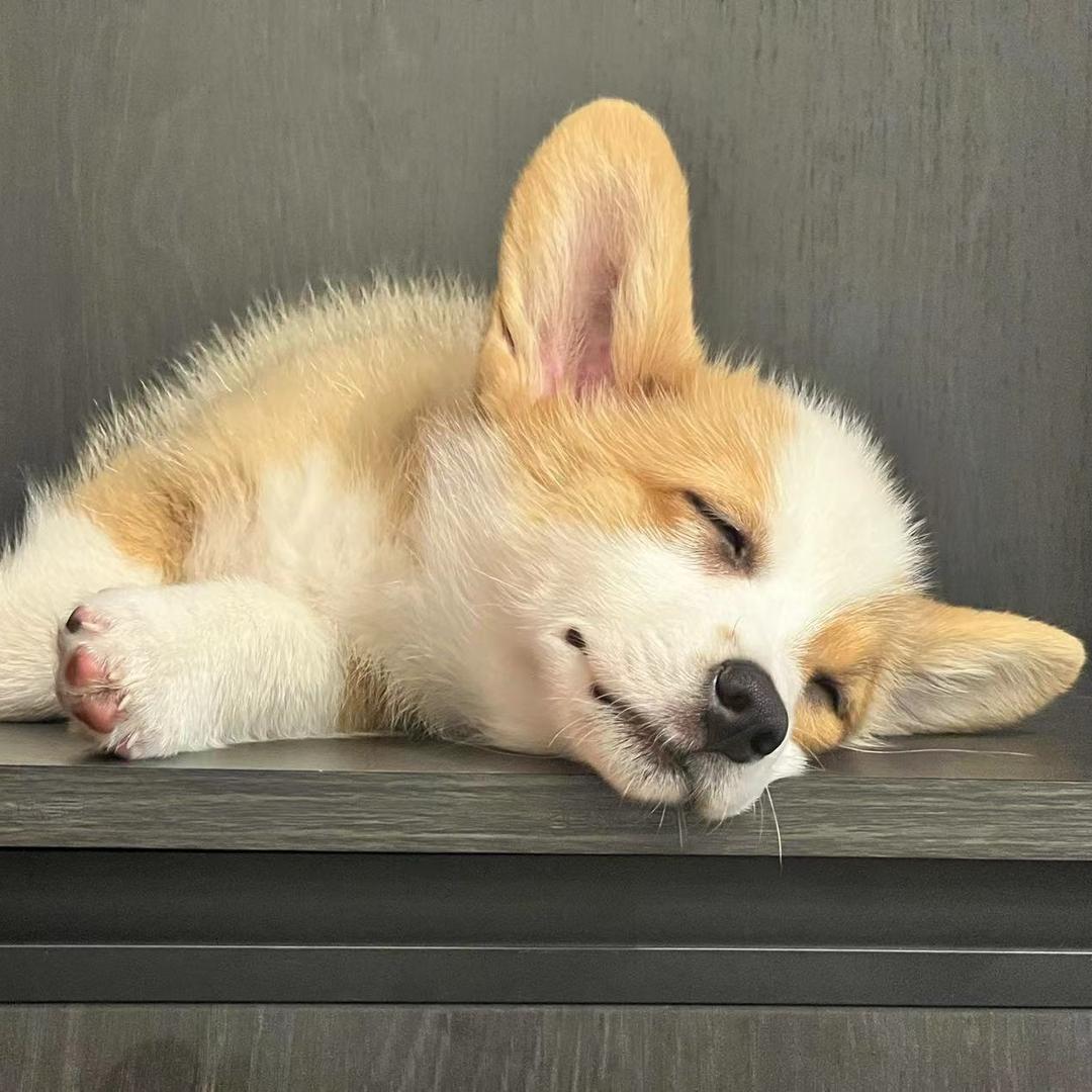 丰丰