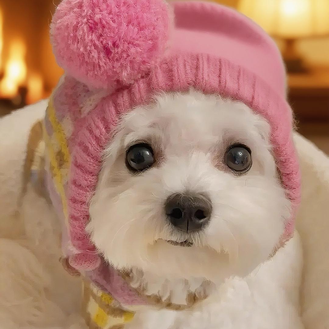 🍼奶盖是只小白熊