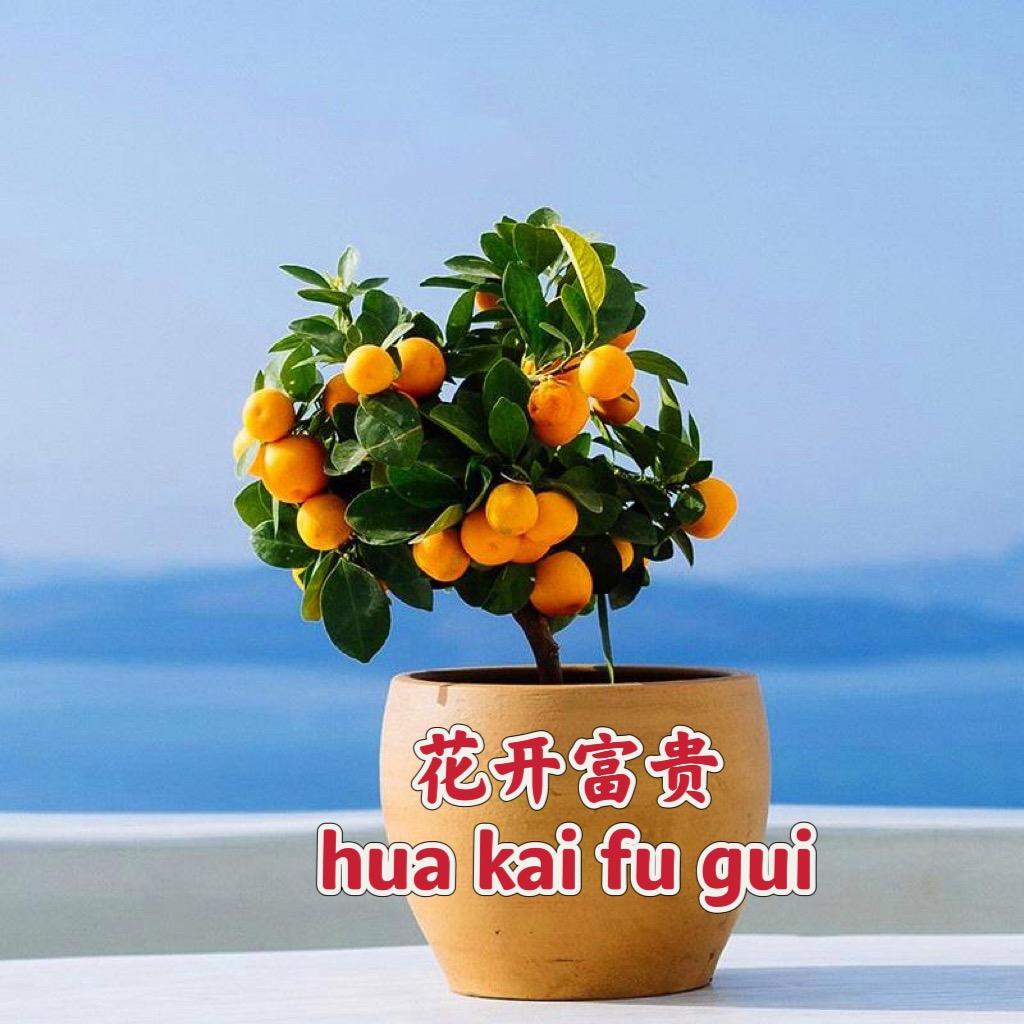 花开富贵一号店