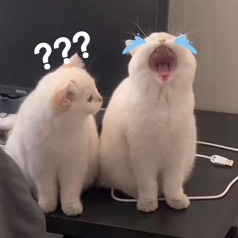 梧桐落尽