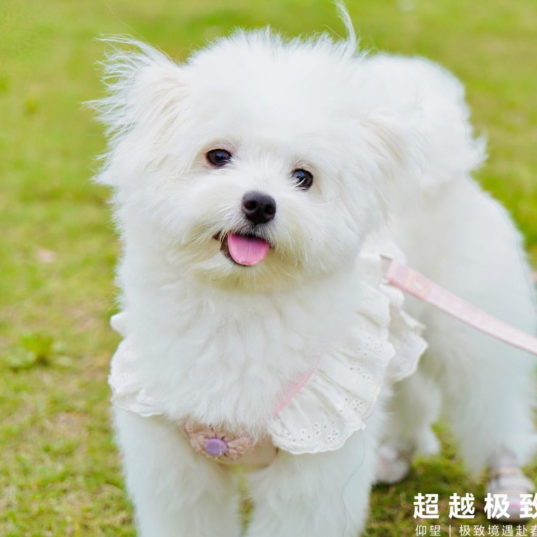 潦草小狗
