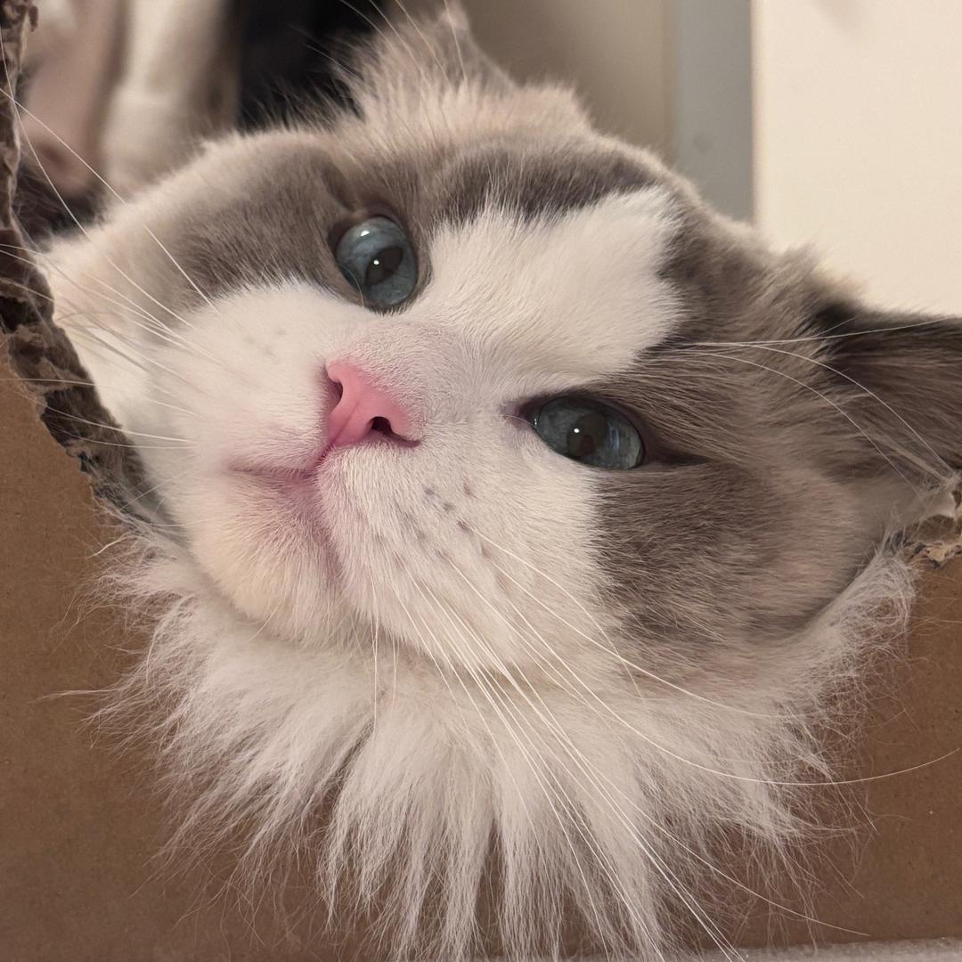 恭喜朵朵一家🐱