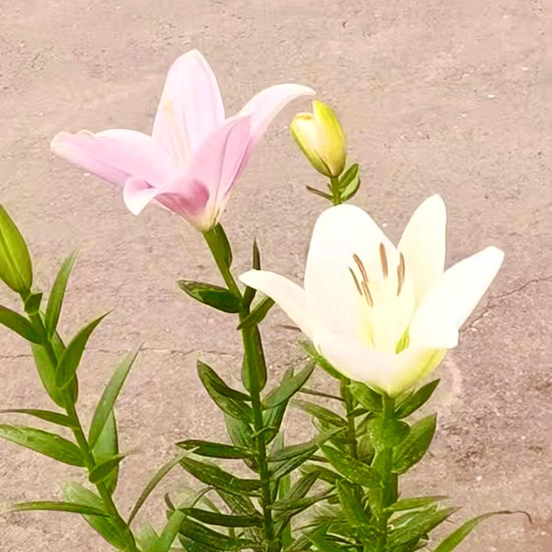 淡妆。