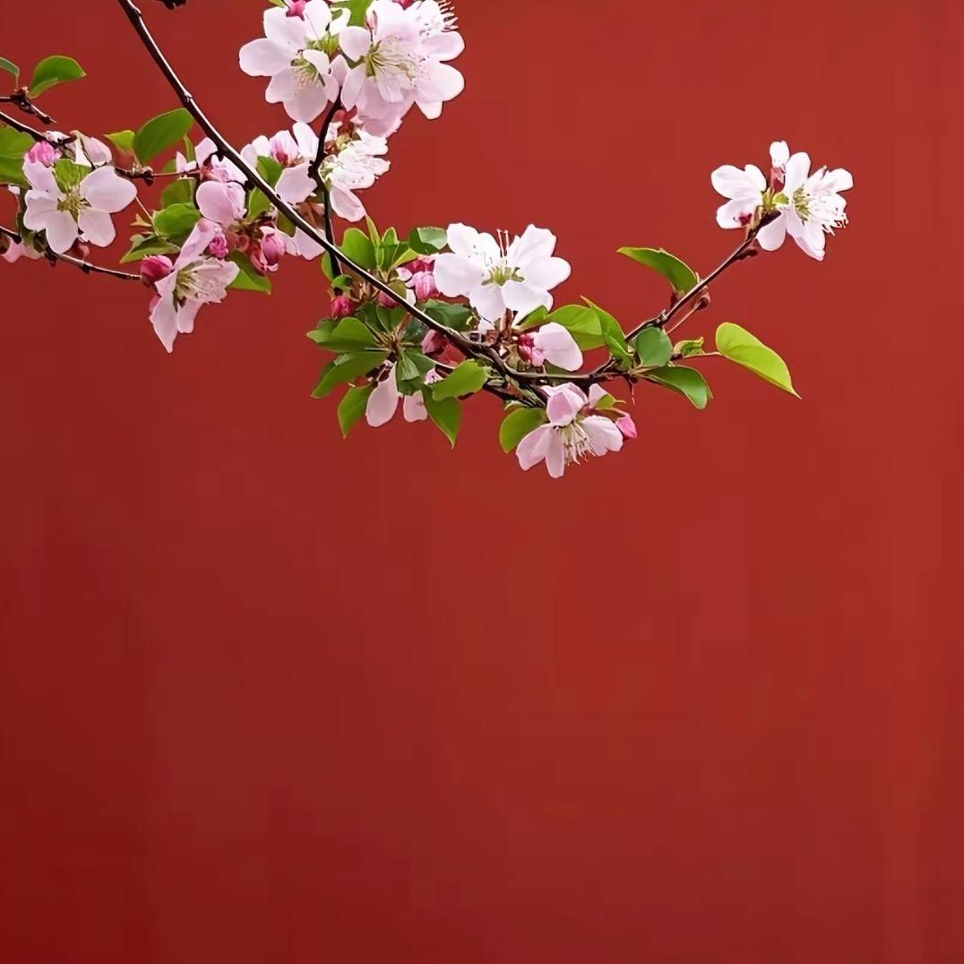 🌸 觅儿 🌸