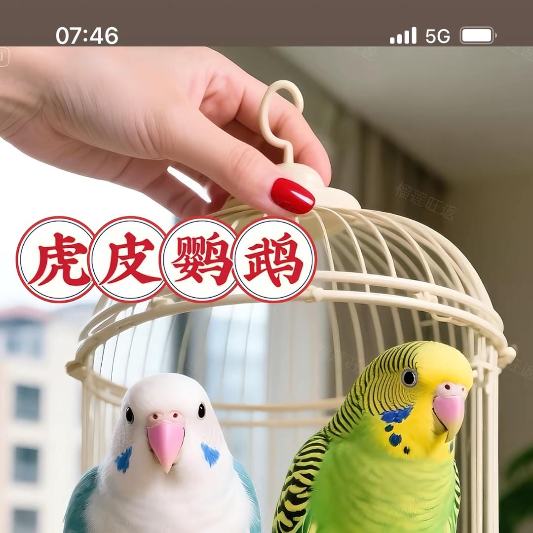 鑫岳鹦鹉养殖基地