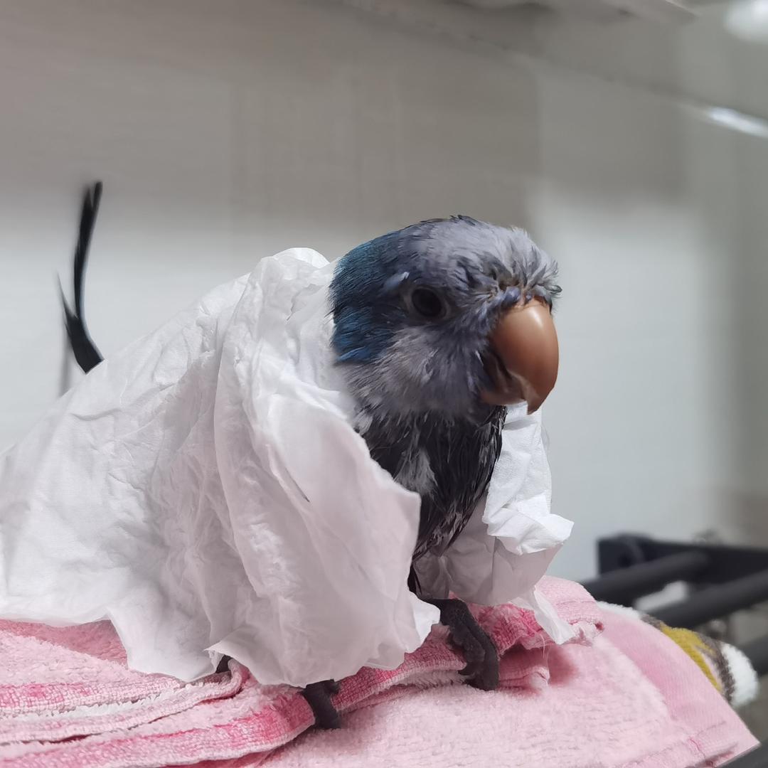 鸟人船长🦜