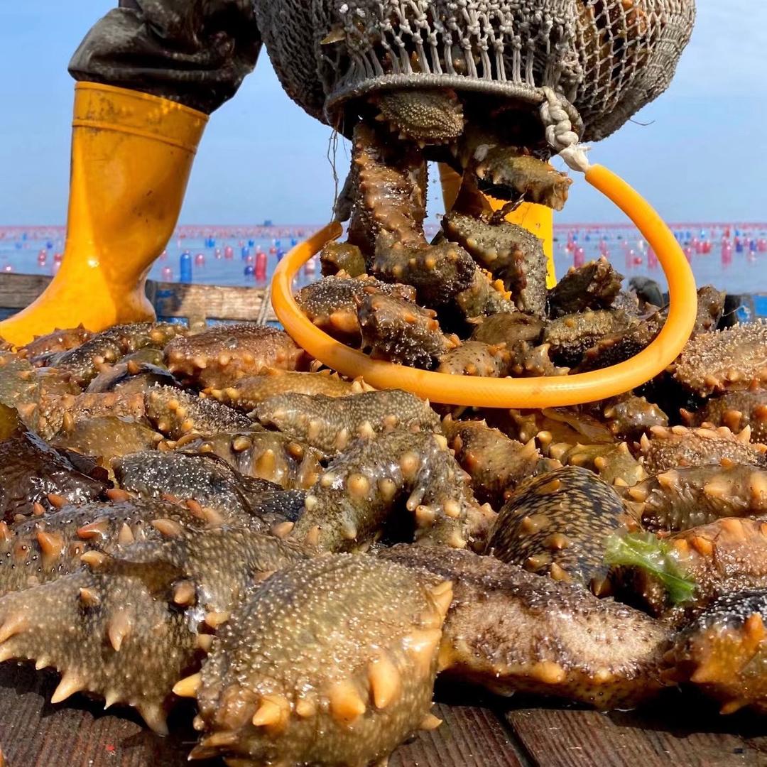 野海湾海参~小雨