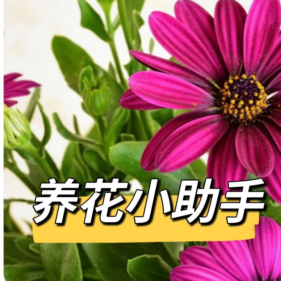 养花小助手