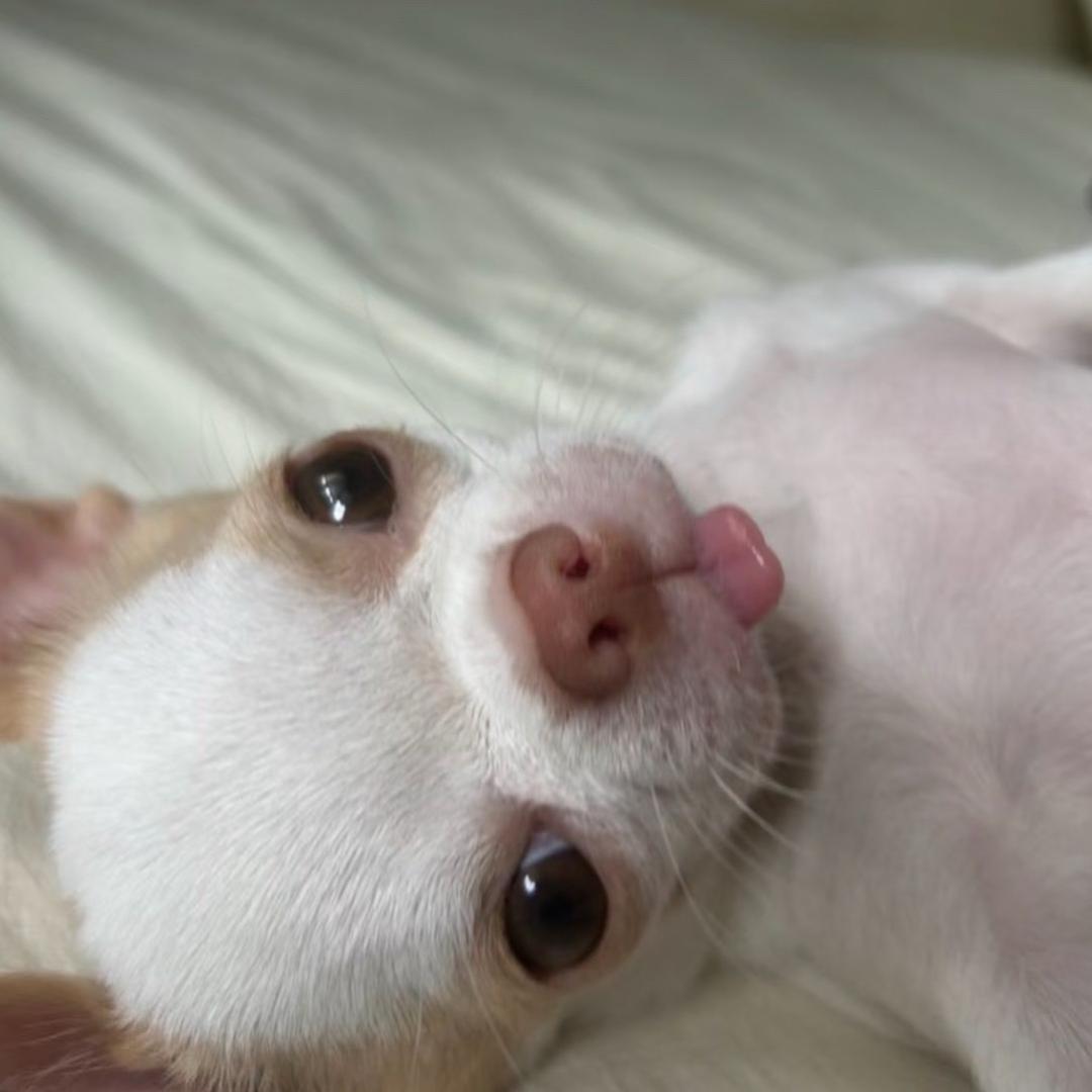 Jie_