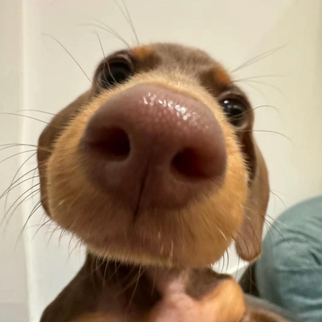 ggwule