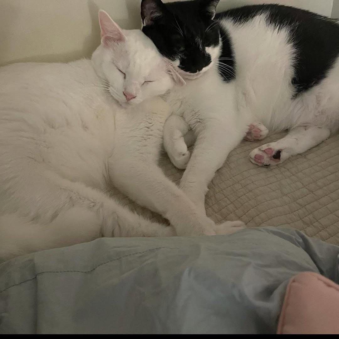 solkatt