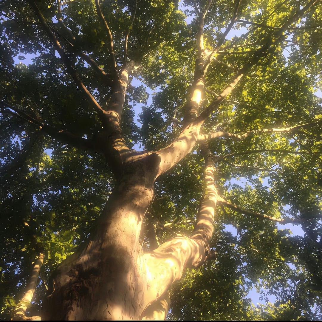 花生什么树啦🌴