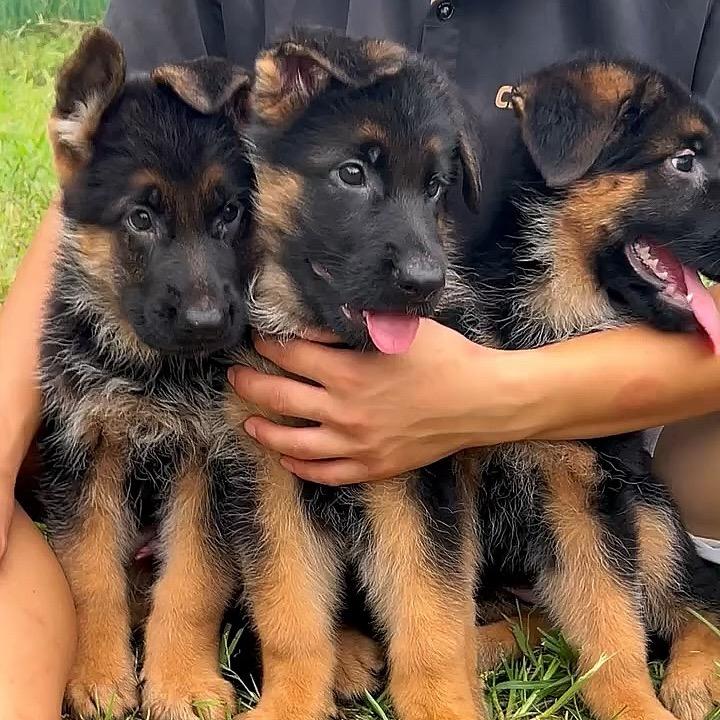 麟嘉犬业（德牧专区）