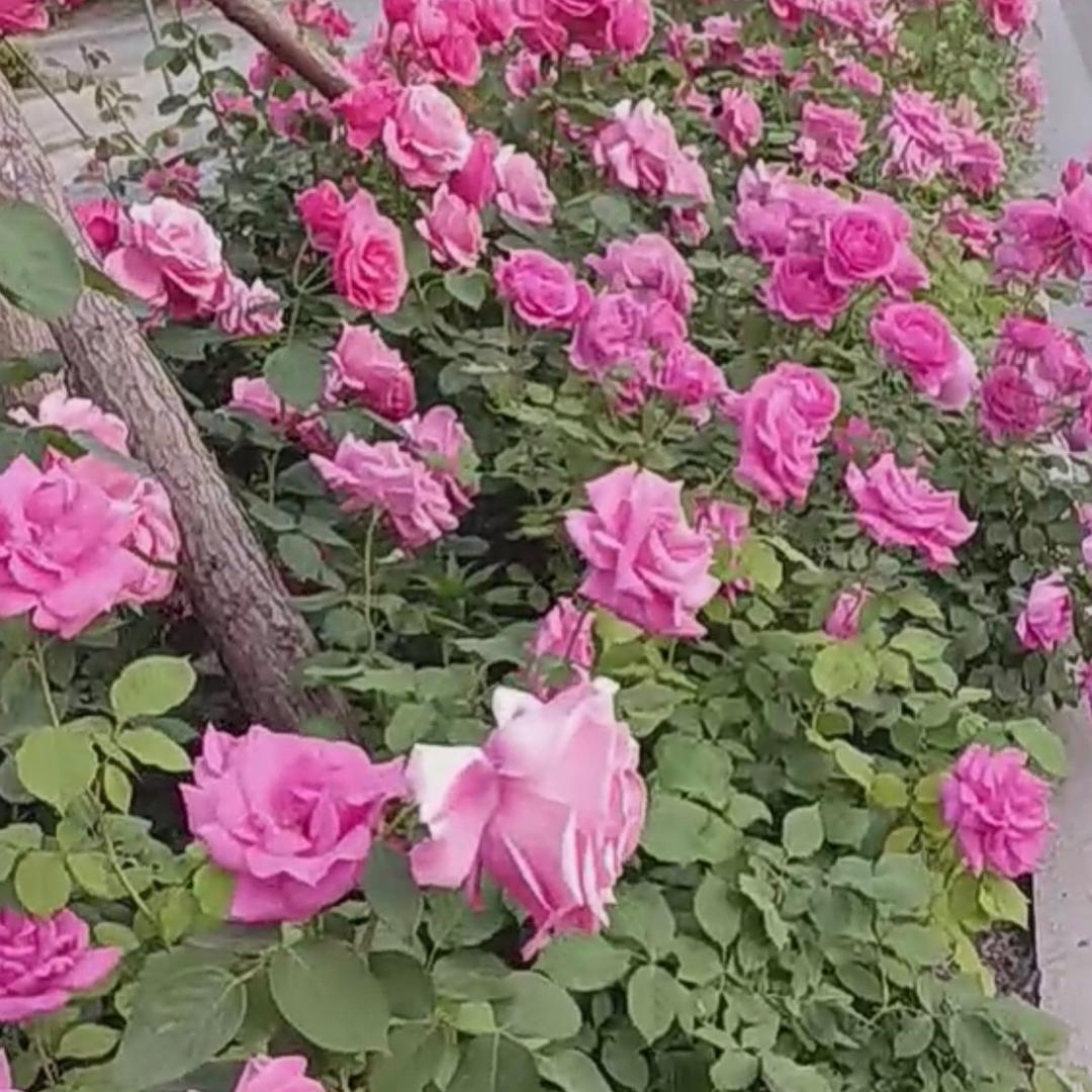 m默默