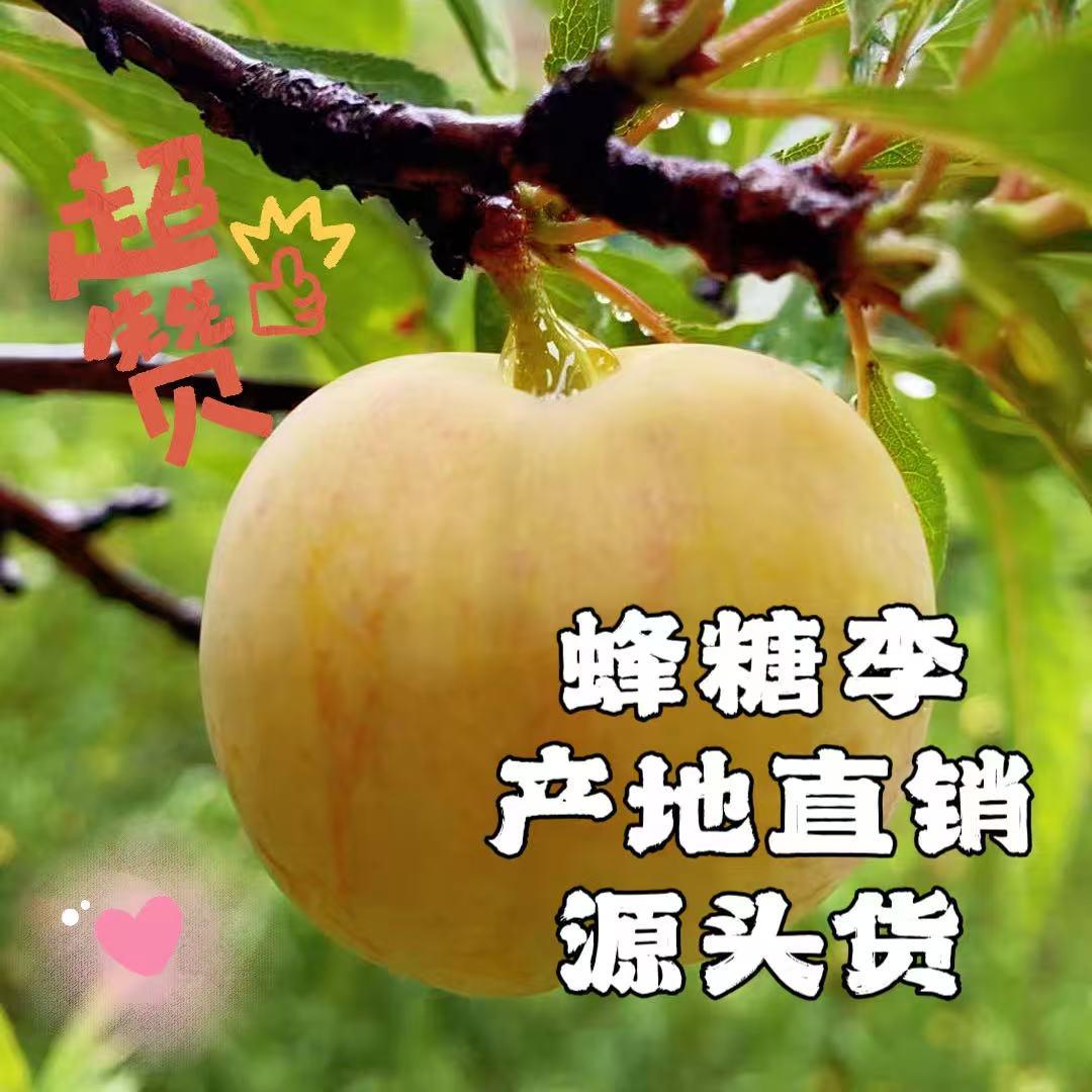 ꫛ 蜂糖李直销