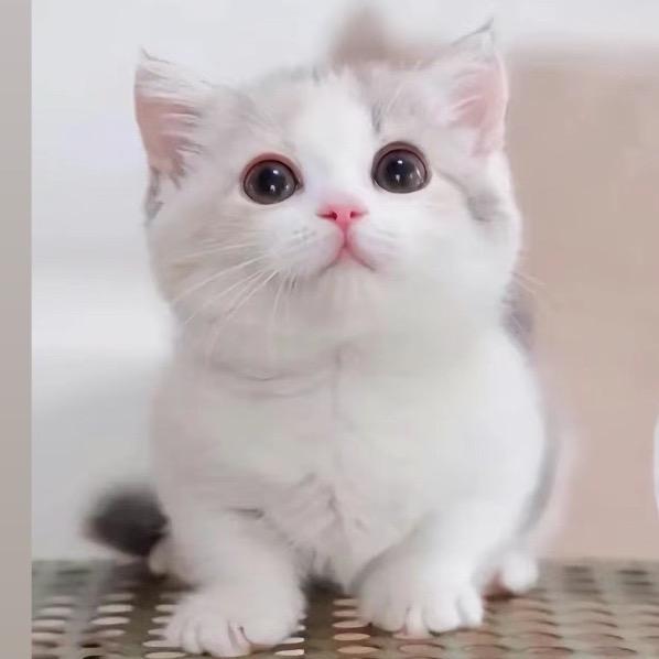 西部红人 银峰晨光