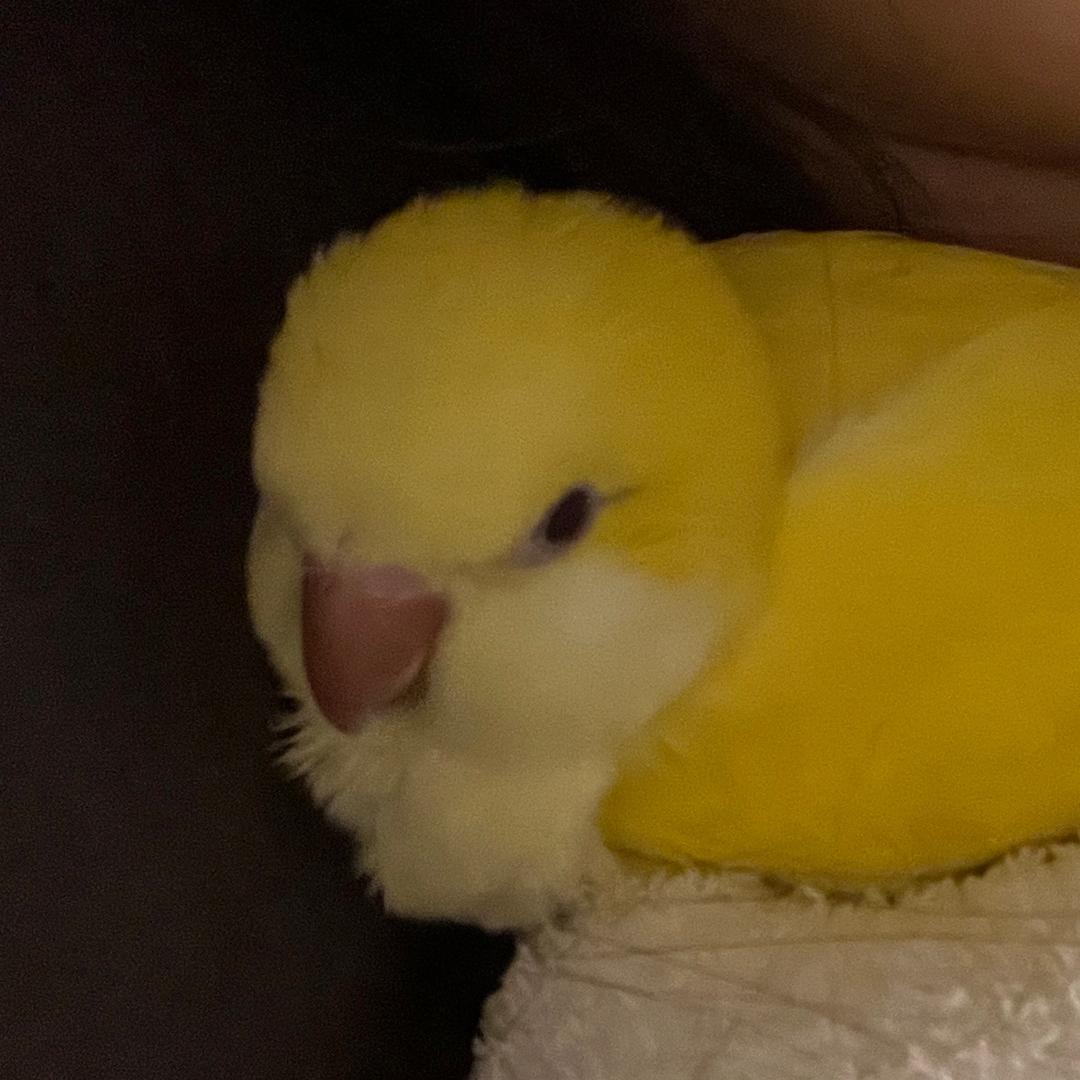 COCO小可（云养鸟）