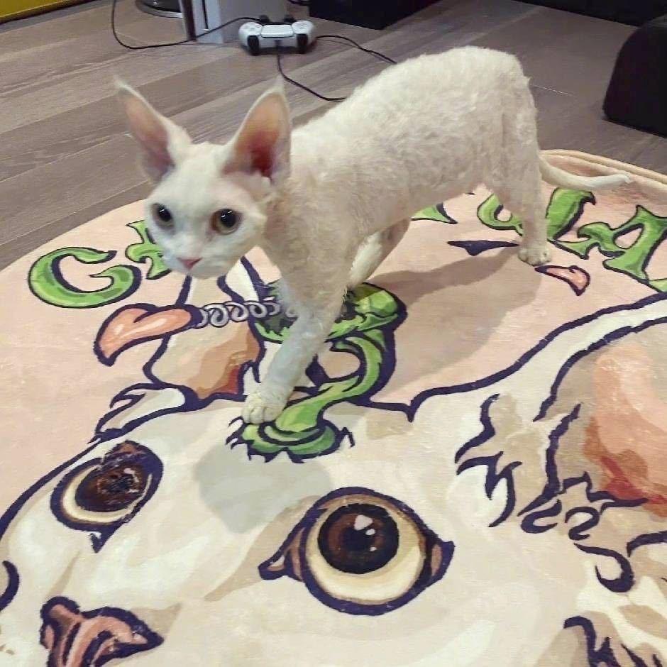 陈小铁