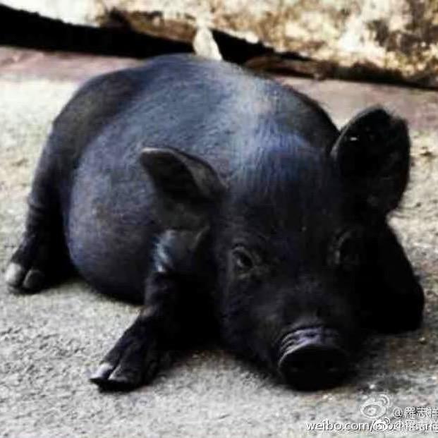 菊花里掉出二斤牙结石漱啦一下