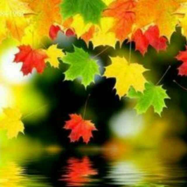 枫叶🍁99