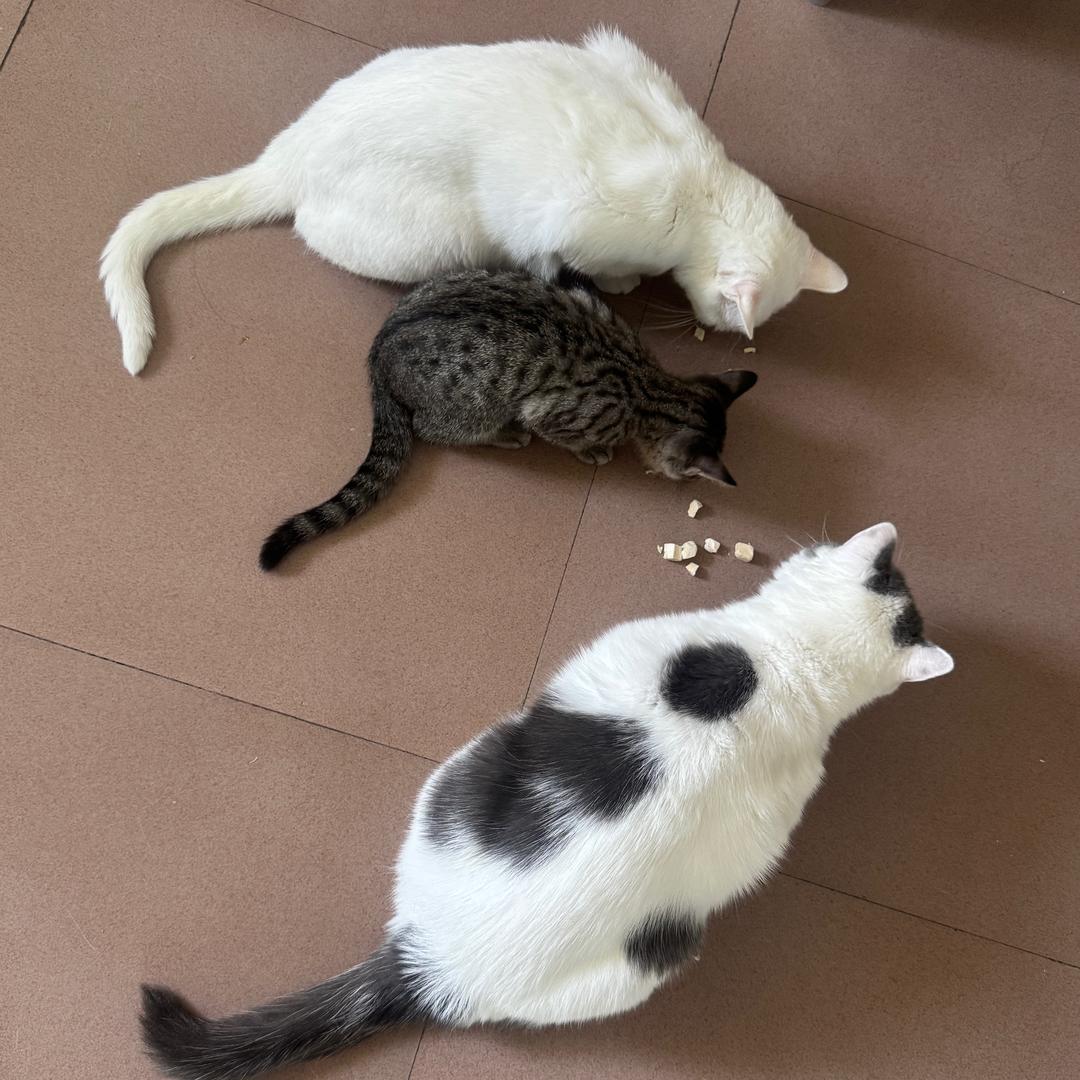 小胆是只猫