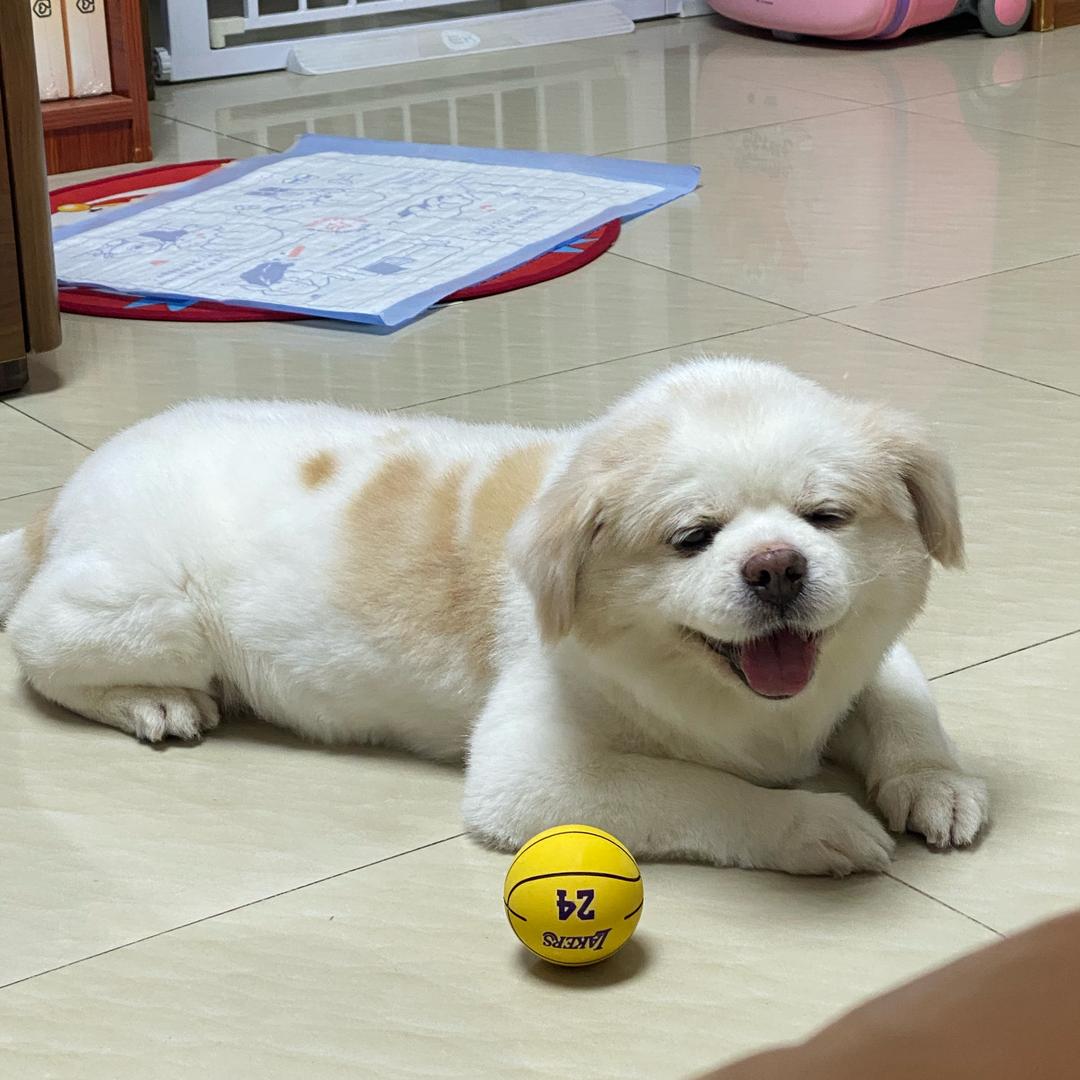 它叫贝贝🐶