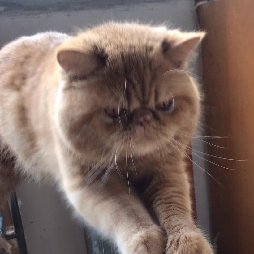 小粒儿