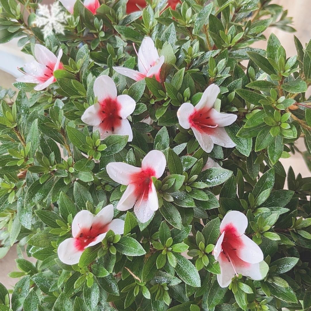 李丽婷花卉创意屋