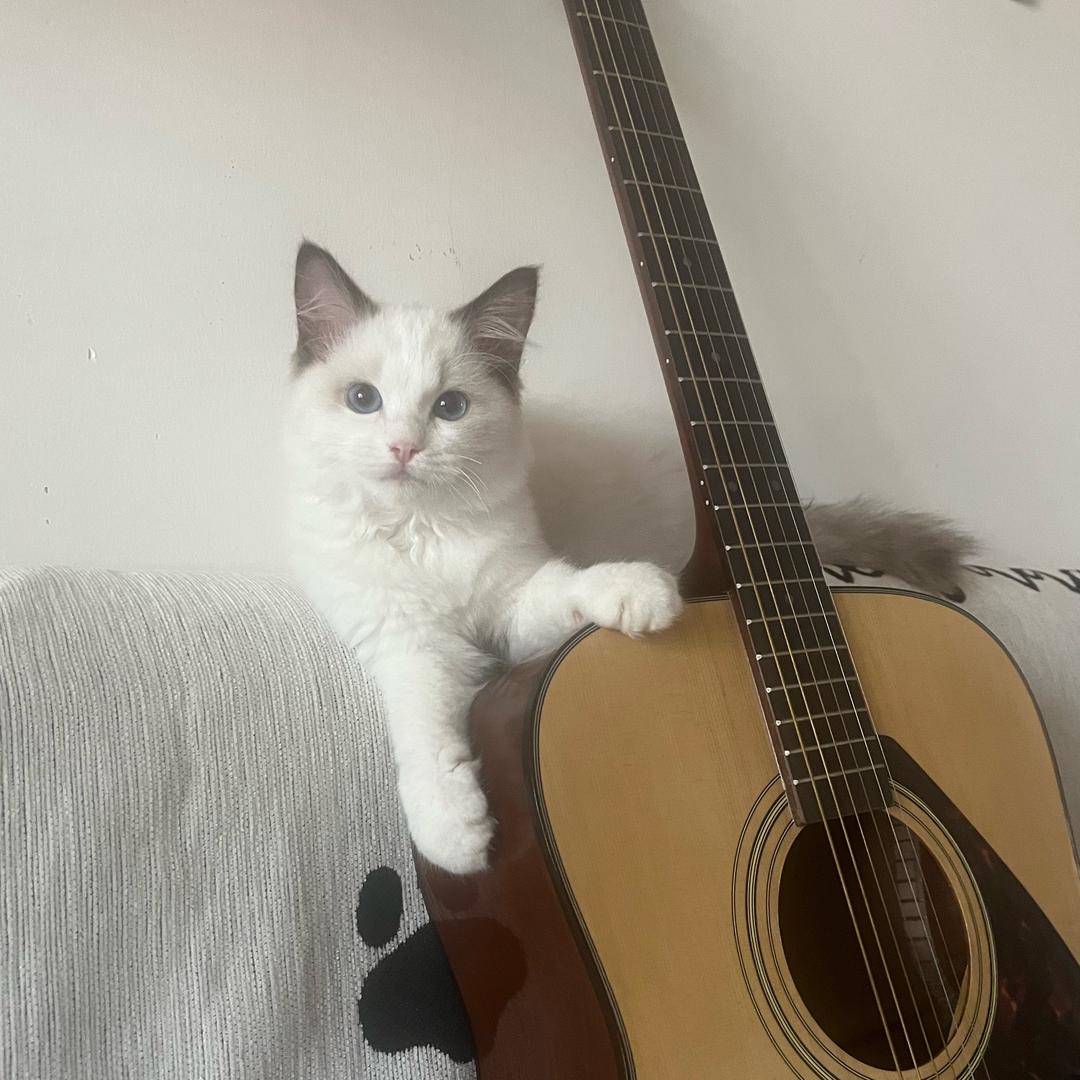 不抓🐭的🐈