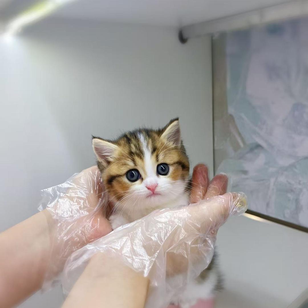 杭州MIO猫舍