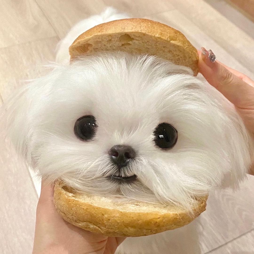 不吃吐司边边