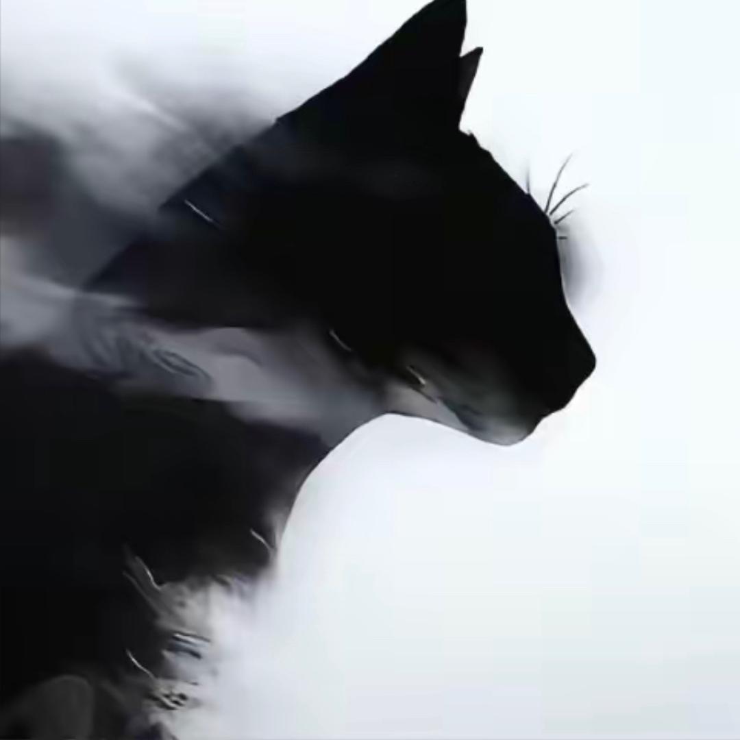 小黑是只猫🐱
