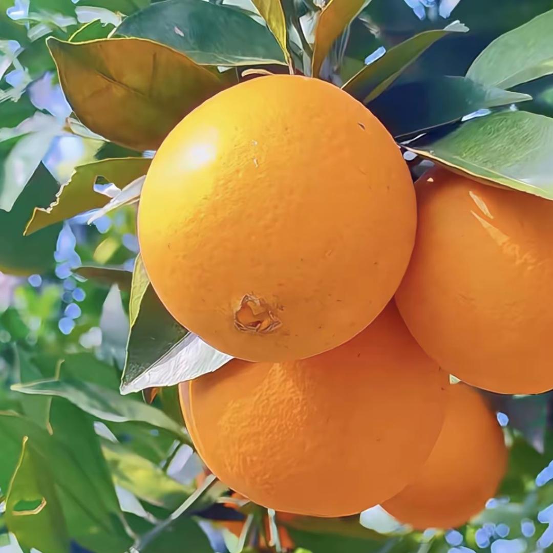 星橙农业（赣南脐橙核心产区）
