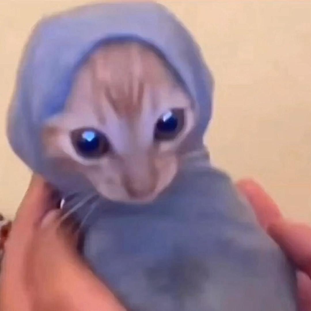 猫猫虫
