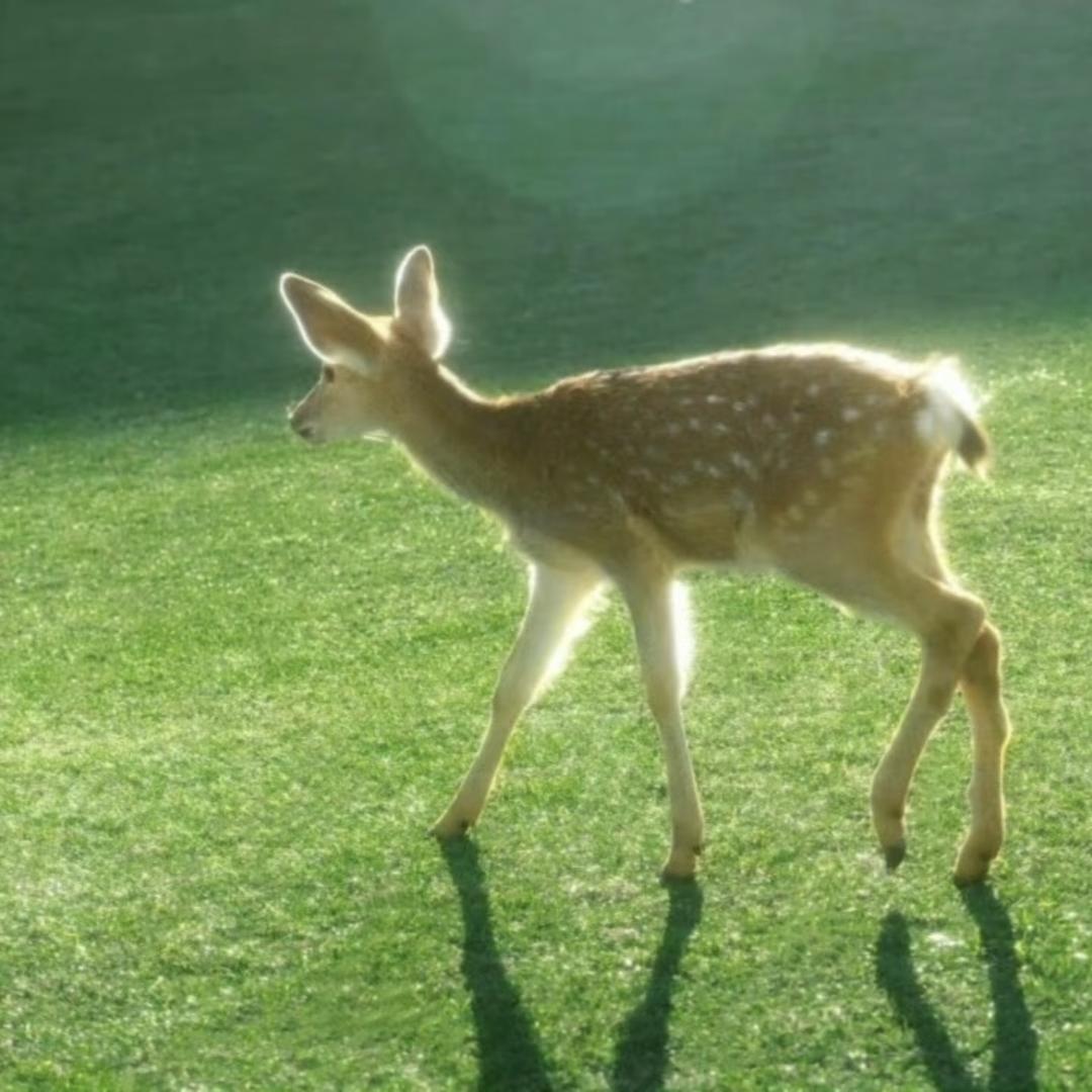 沛沛不上班