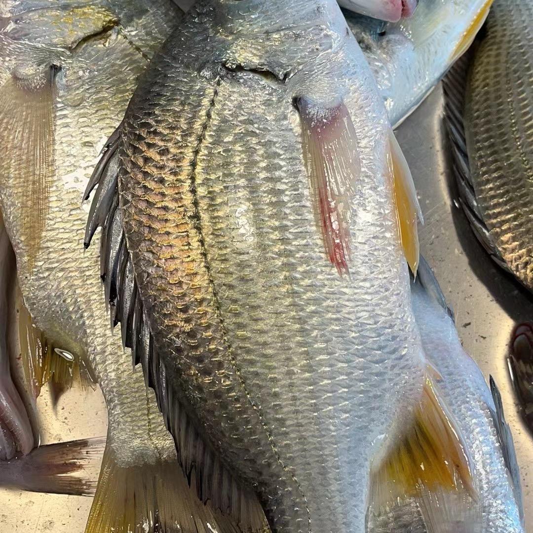 杨,饶平海鲜