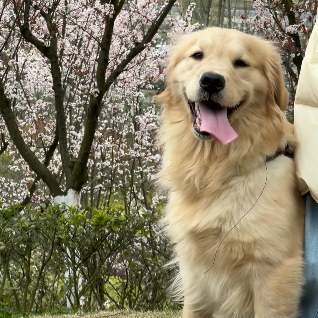 那个村的哥旺财（金毛犬舍）