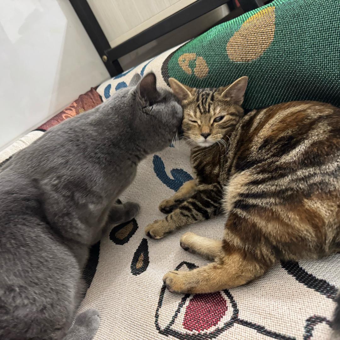 哆宝🐱